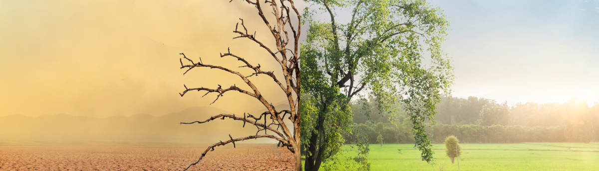 Climate change header, a split down the middle picture with a dead tree and desert wasteland on one side and a lush green tree and green grass on the other.