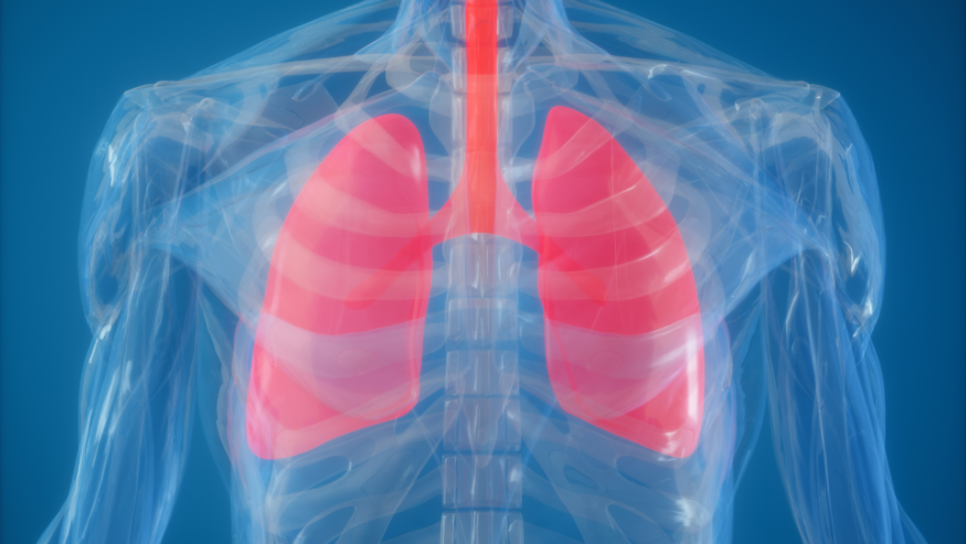 A computer rendering of the anatomy of lungs.