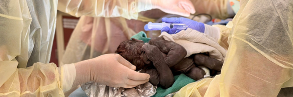 Neonatologist Dr. Andrew Beckstrom (left) and sonographer Dr. Sachita Shah (right) examine the newborn baby boy of western lowland gorilla Olympia at Woodland Park Zoo. (Nichole Hamilton/MFM Sonographer)