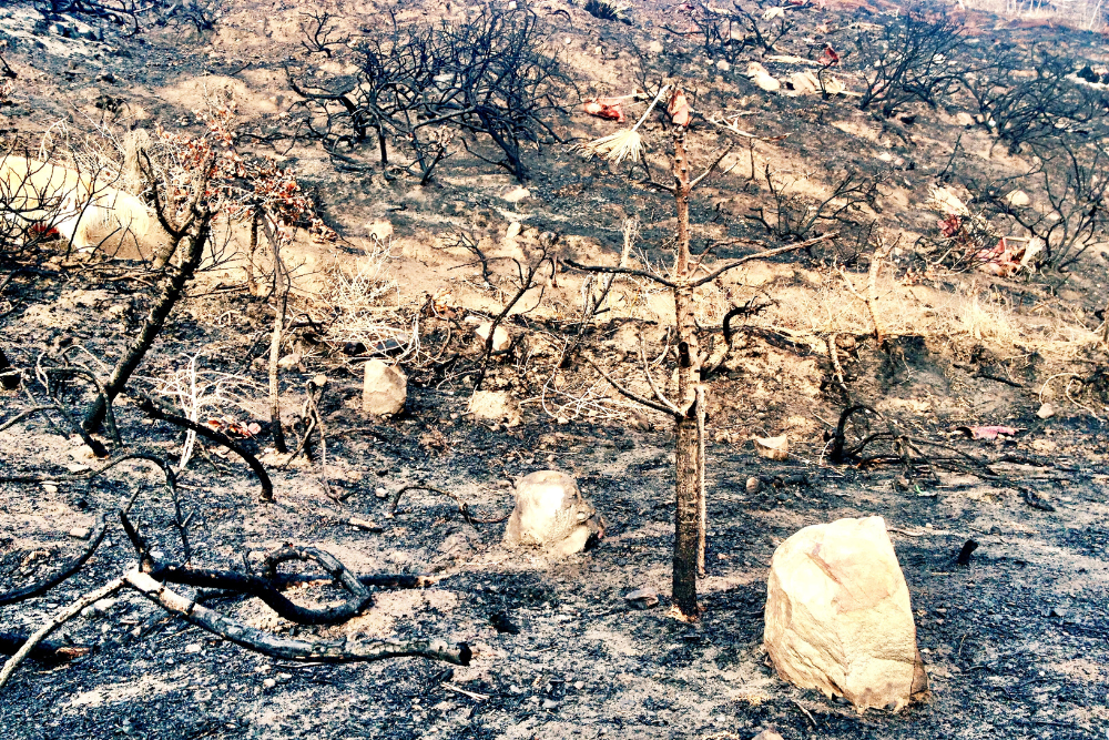 Aftermath of Woolsey fire at Ventura County line December 2018.