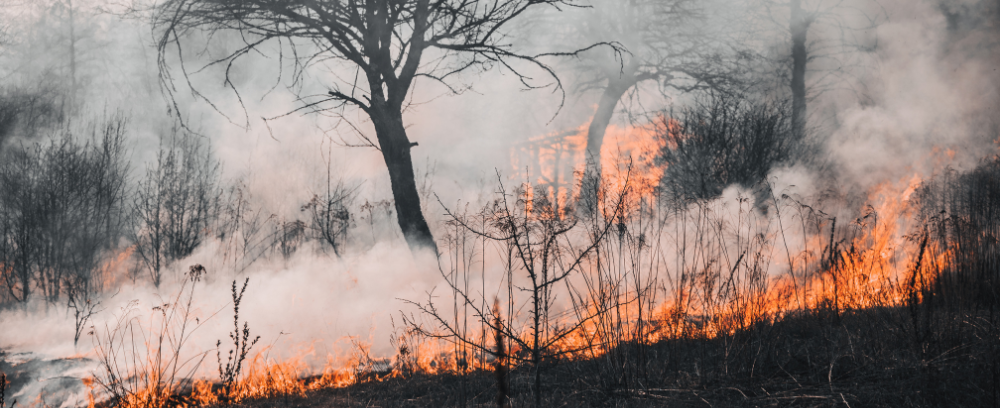Stock photo of wildfire burning in an area of brush with active flames and burnt and blackened trees