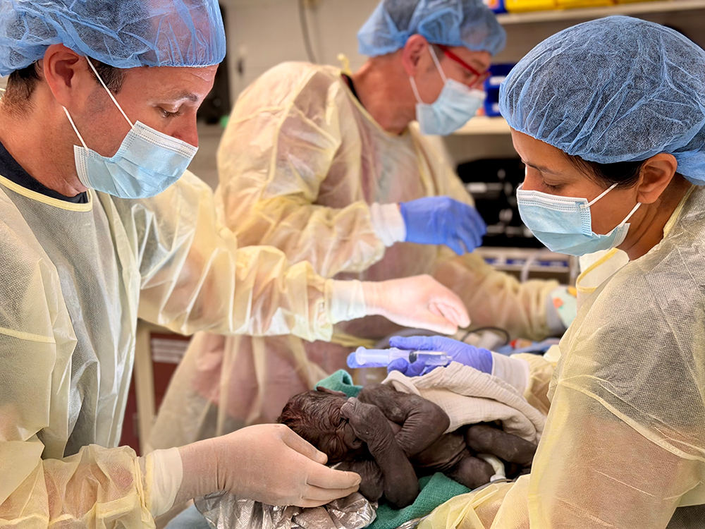 When complications arose during a gorilla's labor, zoo and medical teams worked together to intervene.