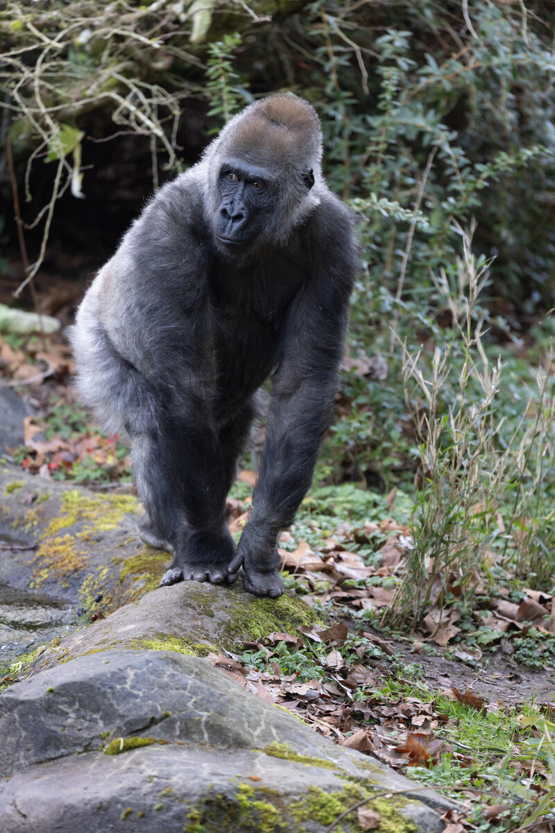 Olympia, the Gorilla in her habitat at the Woodland Park Zoo, Credit: Jeremy Dwyer-Lindgren/Woodland Park Zoo